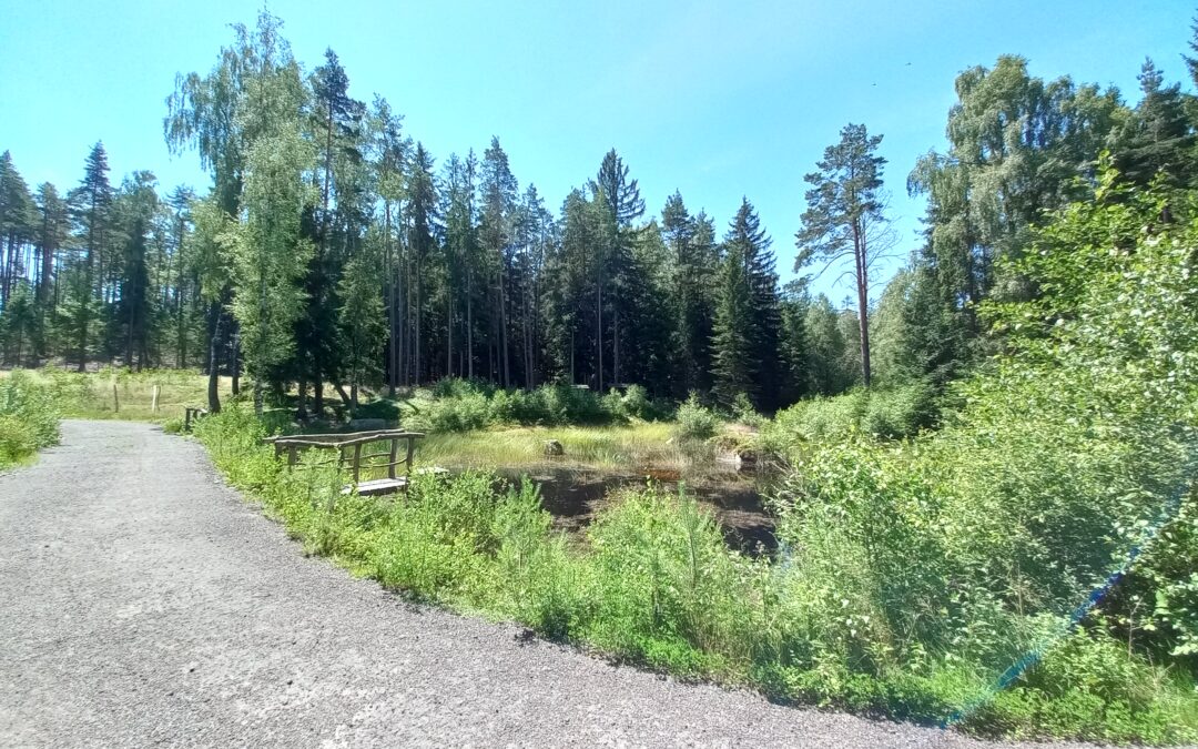 Environmentální soutěž “Vyčisti les” ?